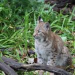 Bobcat nuomos Technikos pasirinkimo kontrolinis sąrašas: ką patikrinti prieš užsakant Vilniuje ir apylinkėse.